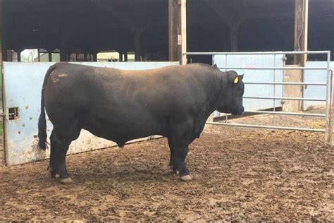 1 Aberdeen Angus Breeding Bull | SellMyLivestock - The Online Livestock Marketplace