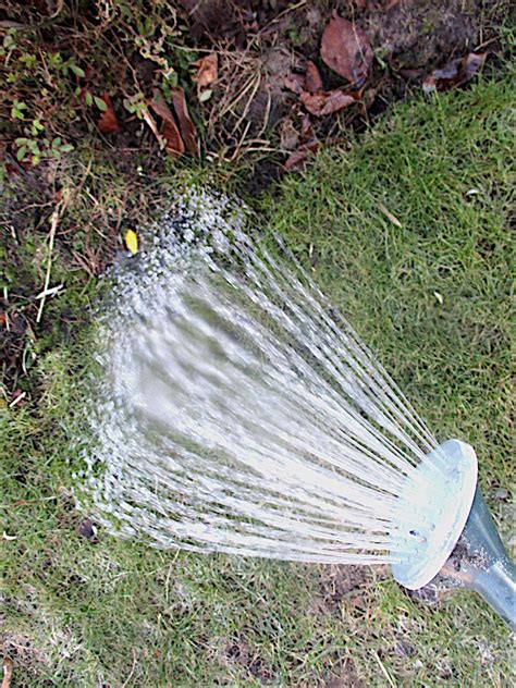 Roger Brook - the no dig gardener: Iron sulphate for lawn moss control revisited