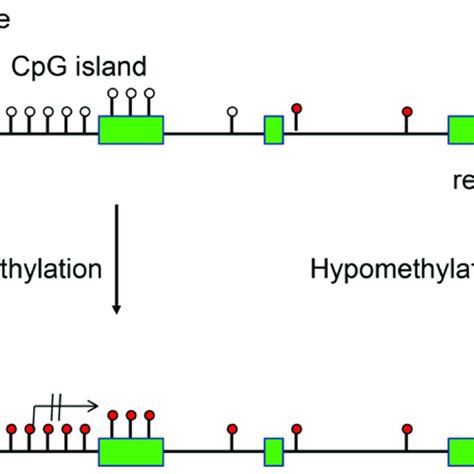 Potential tumor-driving consequences of CpG island hypermethylation ...