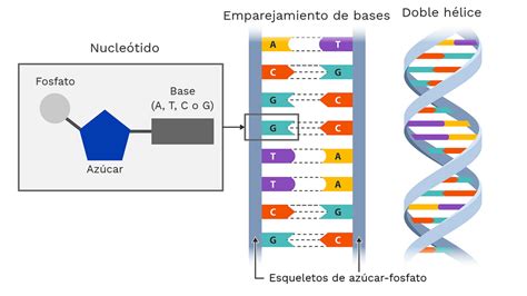 La estructura del ADN - Labster Theory