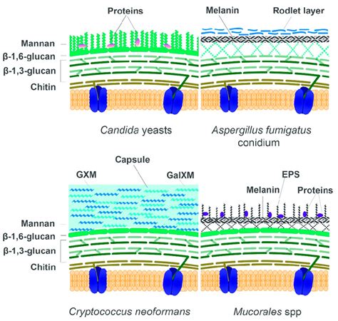 Schematic organisation of the fungal cell wall of opportunistic fungi ...