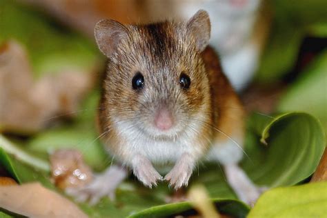 Striped Field Mouse standing on its hind legs - Brilliant Creation