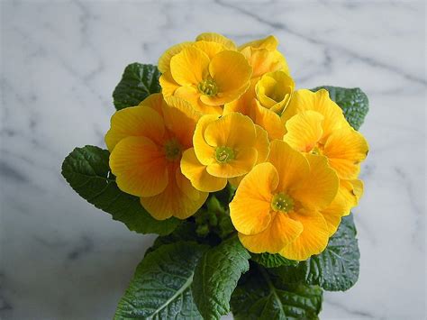 Yellow Radiance !, vase, flowers, radiant, yellow HD wallpaper | Pxfuel