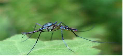 when does mosquito season end in florida - Hip Binnacle Photographic Exhibit