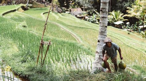 Subsistence Farming Define - Farm House