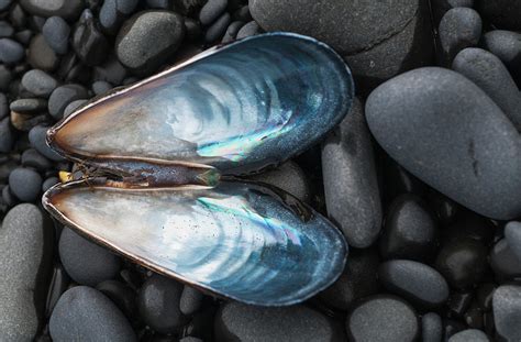 A Blue Mussel Mytilus Edulis Shell Photograph by Robert L. Potts - Fine Art America