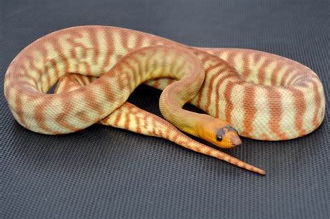 Woma Pythons at AAR