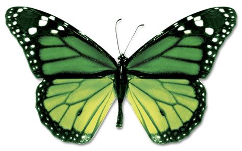 Photography: green butterfly