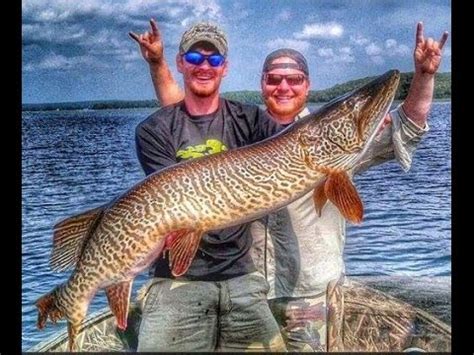 World Record Class 52" Tiger Musky caught in Vilas County, Wisconsin ...