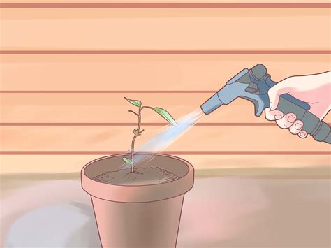 Expert Advice on How to Prune Geraniums - wikiHow