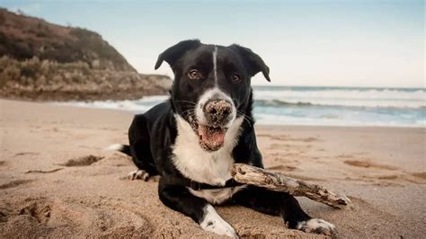 Border Collie Lab Mix Full Grown Size, Personality, Health, And Other Important Characteristics ...