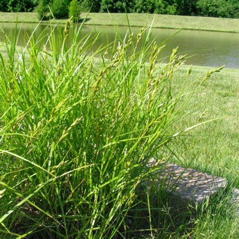 Carex muskingumensis - Midwest Groundcovers, LLC