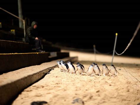 Phillip Island Penguin Parade - MelbourniseMe