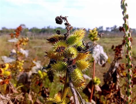 Xanthium plant - PixaHive