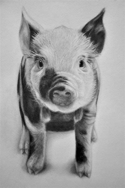 Pin by HMonty on Art | Pig drawing, Pig art, Animal drawings