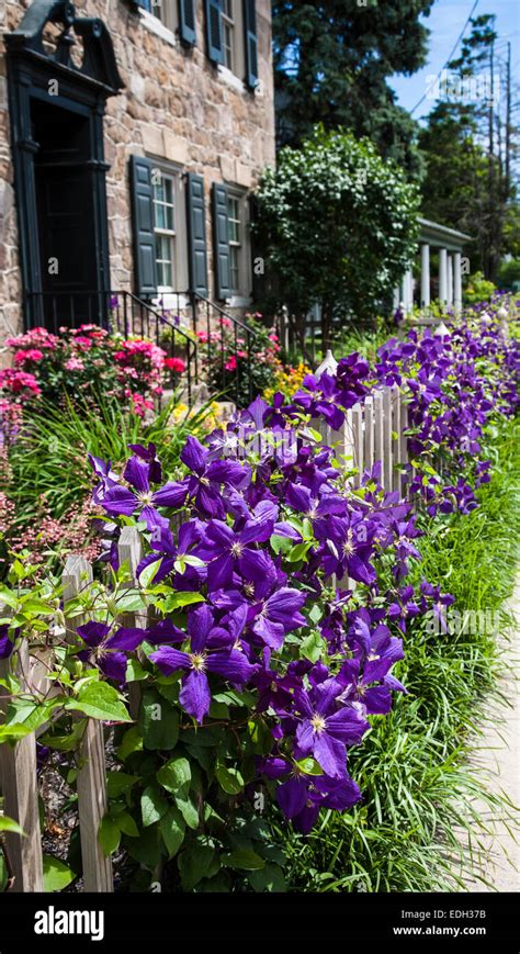 Spring perennial purple clematis vine climbing on a picket fence row in ...