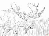 Moose Head Coloring Pages sketch template