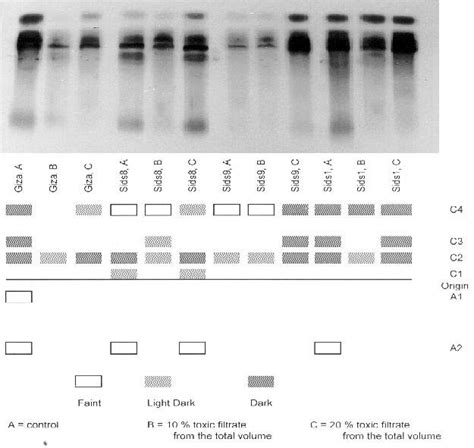 Photograph and descriptive diagram of peroxidase isoenzymes in... | Download Scientific Diagram