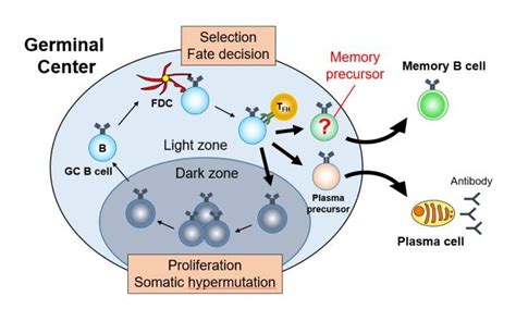 The making of memory B cells and long-term immune responses