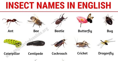 List of Insects: 25 Useful Insect Names with Pictures and Examples ...