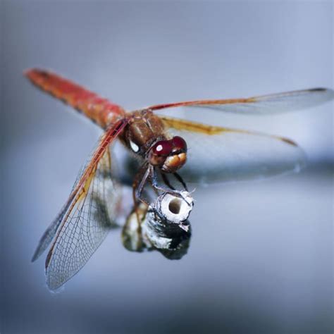 Do Dragonflies Bite? | BugBrief