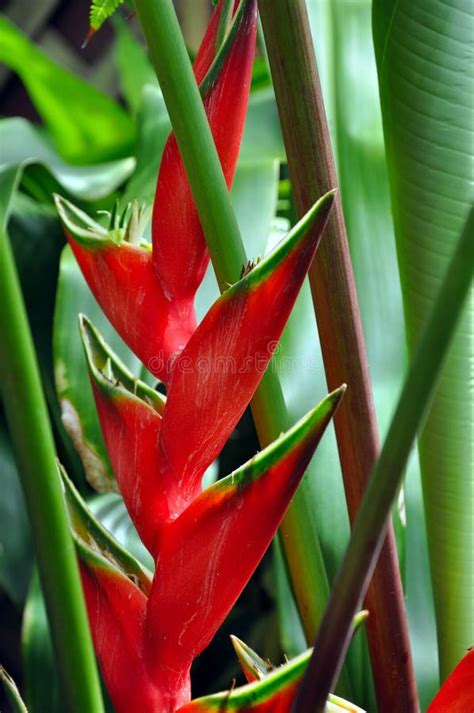 A Flower of Hawaiian Wild Ginger Stock Image - Image of plant, floral ...