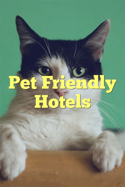 Pet Friendly Hotels | by Myeasyhotel | Apr, 2023 | Medium