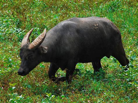 Rare Dwarf Buffalo Doing Well - Daily Two Cents | Endangered animals ...