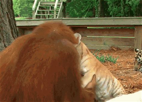 Sharing Funny animal gifs - part 150 (10 gifs) Love ~ I Love Funny Animal - Sweet Funny Animal ...