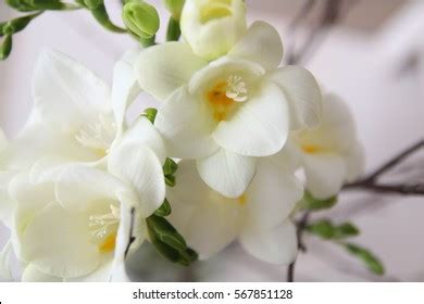 White Freesia Flowers Bouquet Stock Photo 567851128 | Shutterstock