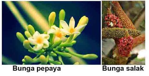 Gambar Morfologi Tumbuhan Pepaya 9 Bunga Gambar Tidak Sempurna di Rebanas - Rebanas