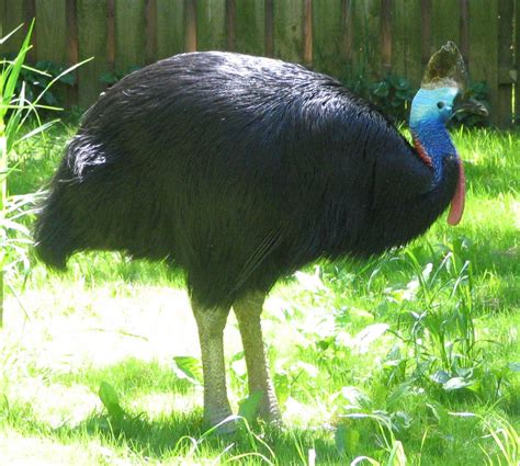 Cassowary