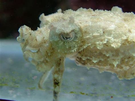 Before you buy a cuttlefish.... | The Octopus News Magazine Online