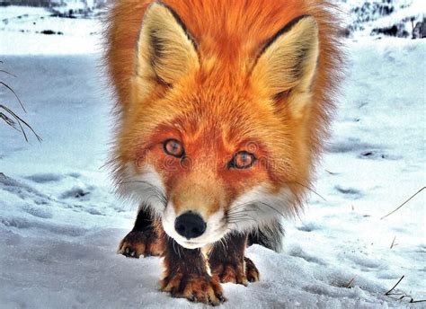 The wildlife of Kamchatka. Kamchatka mountains. Kamchatka Peninsula ...