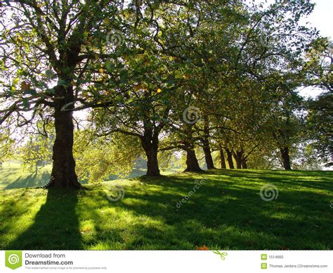 Autumn Trees in Greenwich Park Stock Photo - Image of field, leafy: 1514660