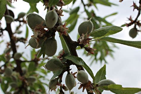 Online crop | HD wallpaper: almond tree, fruit of the almond tree, vegetable, fruits, autumn ...