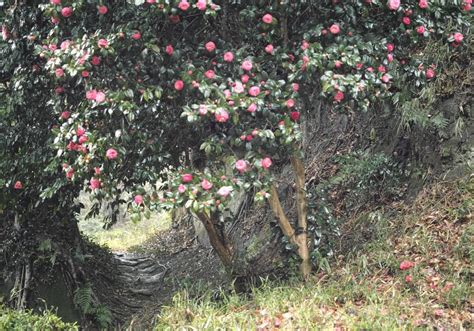 雨の中の花 椿3部作 その1：椿の道 : 風忘続々