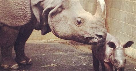 Adorable baby rhino born 10 years after her father dies