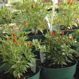 Sage Gardener: Growing Chili Peppers Indoors Cayenne Pepper Plant ...