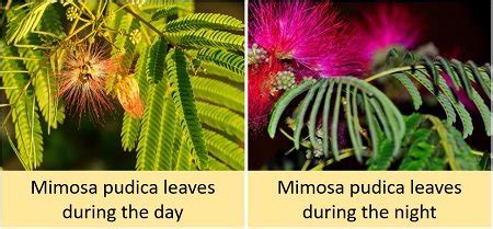 Nastic Movement in Plants - Definition, Mechanism, Key Points & Types ...