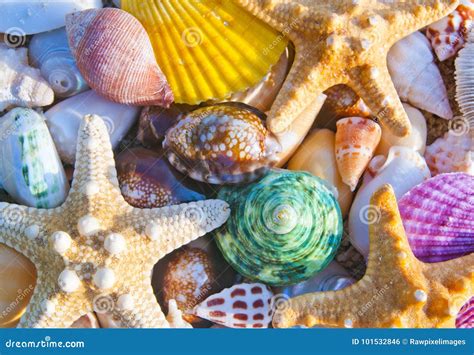 Sea Shells and Starfish Beach Stock Photo - Image of beach, beautiful: 101532846