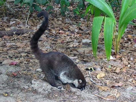 Manuel Antonio National Park | Sights & Attractions - Project Expedition