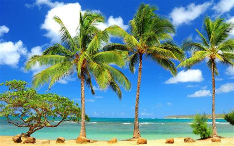 Palm Tree Wallpapers 58 Top Free Palm Tree Images For Pc | Beach ...