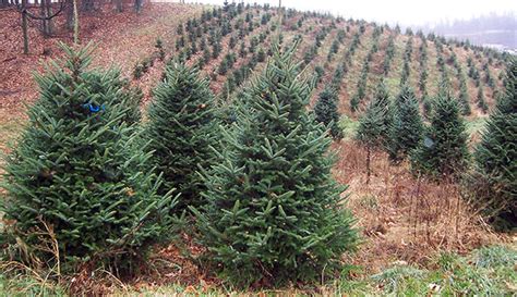 About Christmas Tree Farms - Hobby Farms