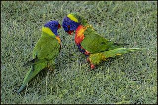 Rainbow Lorrikeats at play-2= | Rainbow Lorrikeats at play | Flickr