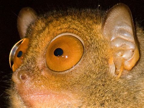 Fun Facts About the Philippine Tarsier, Those Eyes!