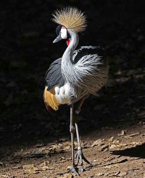 Pictures and information on Grey Crowned Crane