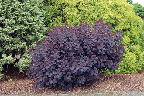 Cotinus coggygria 'Royal Purple' | Landscape Plants | Oregon State University