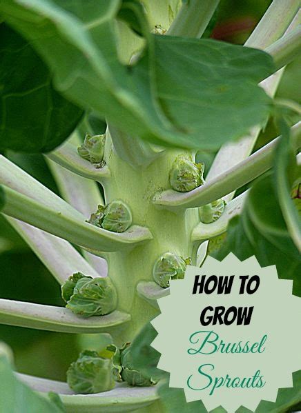 Brussels Sprouts - A Cool Weather Crop - How to Grow for Best Flavor