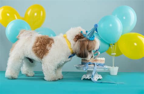 50 Dog Birthday Puns To Make You Smile - Great Pet Living